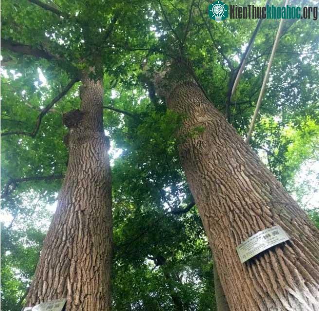 Hai cây hỉ thụ 115 năm tuổi ở Quý Châu.