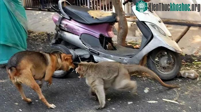 Một số động vật như khỉ có thể báo thù
