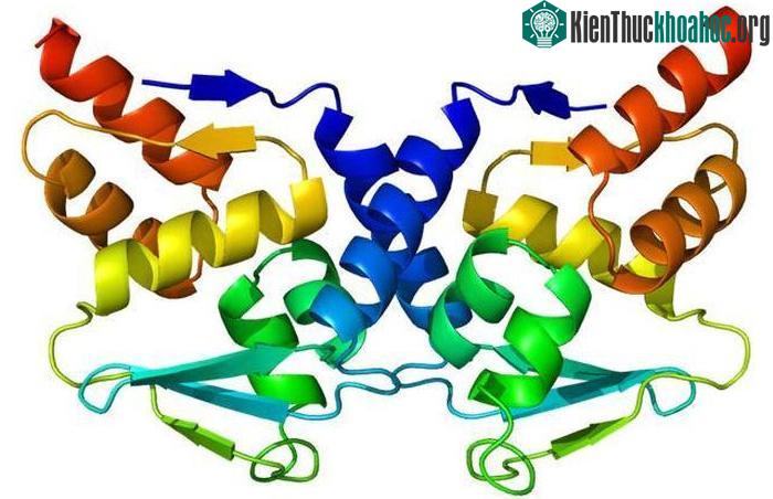 BCL6, một loại protein đột biến mà ung thư phụ thuộc vào để phát triển.