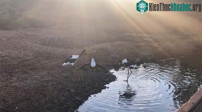 Với động tác nhanh nhẹn, con đại bàng dùng móng vuốt chộp lấy cá và bay đi.