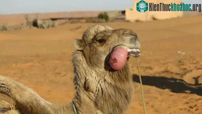 hông thường, lưỡi của lạc đà cái nhỏ hơn nhiều so với của lạc đà đực