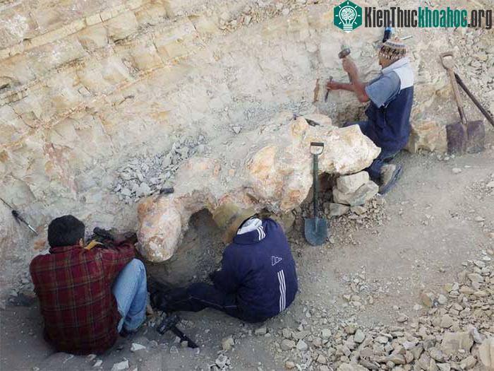 Phát hiện sinh vật lớn nhất trên Trái đất ảnh 1