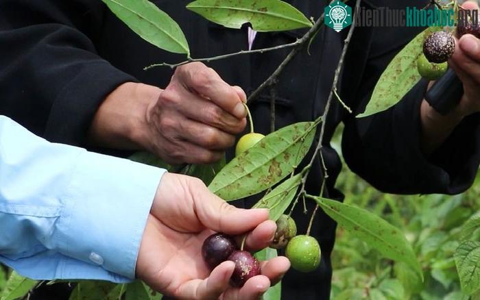 Hạt quả hồng châu có chứa độc tố Alkaloid gây nguy hiểm tới sức khoẻ của con người