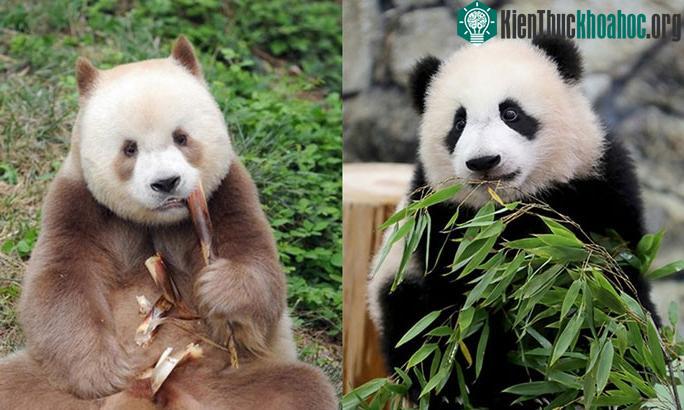 Gấu trúc thông thường (trái) và gấu trúc Tần Lĩnh với bộ lông nâu - trắng