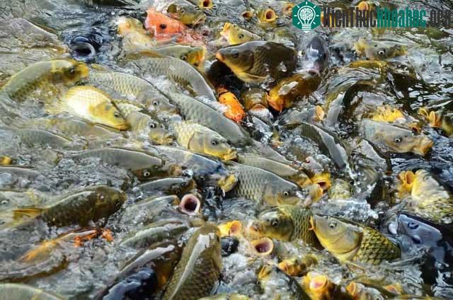 Loài cá châu Á có thể nhảy cao tới 3m đang xâm lấn khiến nước Mỹ đòi chặn đứng đường di cư ảnh 1