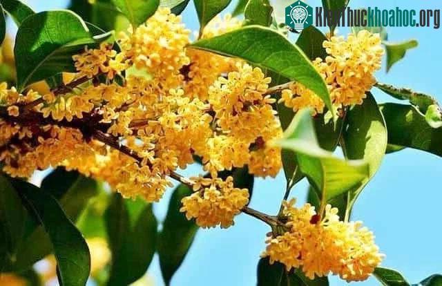 Hoa quế chính là "bí thực" dưỡng nhan của các phi tần xưa
