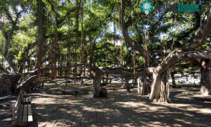 Cây đa tại Lahaina trước đám cháy.