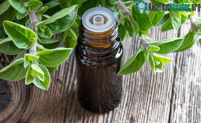 Oregano từ lâu đã được sử dụng trong y học cổ truyền để điều trị các bệnh về đường hô hấp.