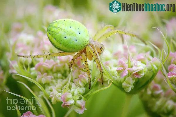 "Quả dưa hấu" mini mà 2 vợ chồng bắt gặp là một con nhện xanh dưa chuột.