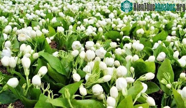Phải mất tới 700kg hoa nhài tươi mới chiết xuất được xấp xỉ 1 lít tinh dầu nguyên chất.