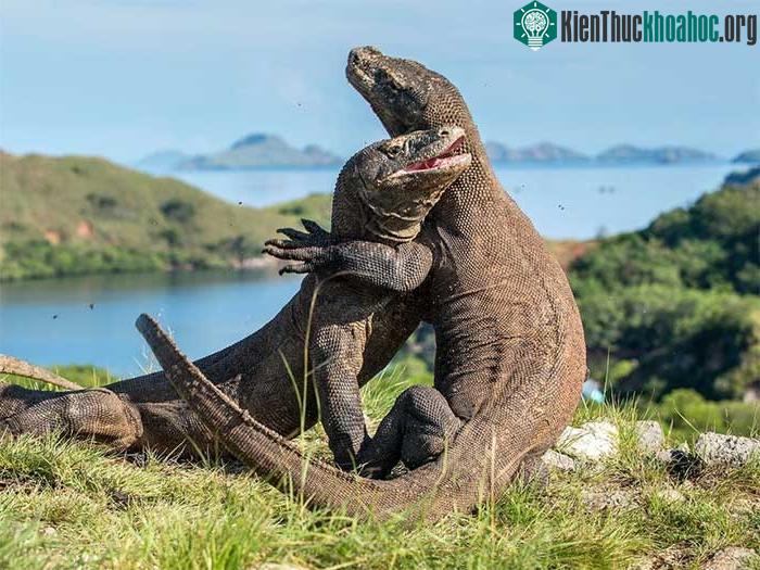 Chúng có thể dài tới khoảng 3 mét và chu kỳ sinh trưởng của chúng rất dài