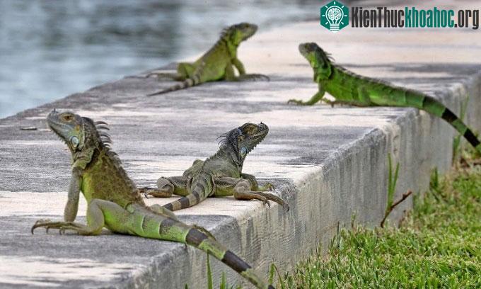 Cự đà xanh là loài vật xâm lấn ở Florida (Mỹ).