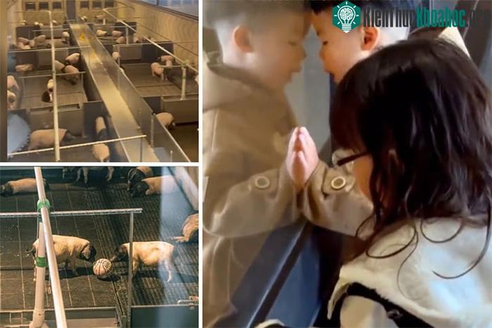 Ngắm giống lợn cực hiếm từ phòng khách sạn: Dịch vụ độc lạ gây sốt với giá 29 triệu đồng/đêm ảnh 1