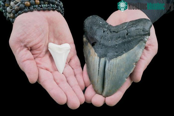 Răng cá mập Megalodon