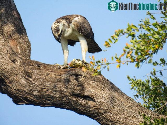 Con mồi của đại bàng Martial khá đa dạng.