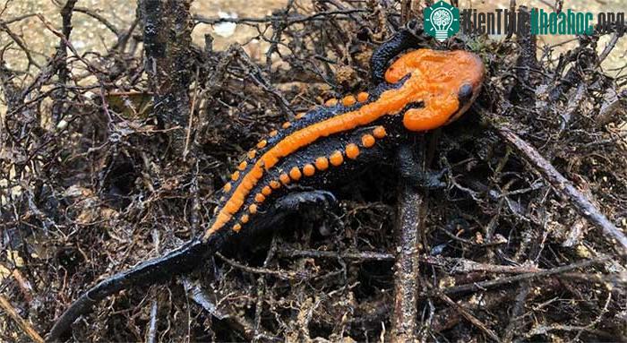 Tylototriton ngoclinhensis