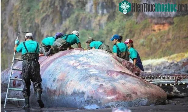 Các nhà khoa học nghiên cứu xác con cá nhà táng.