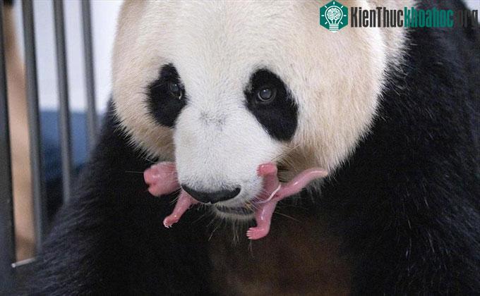 Gấu trúc mẹ Ai Bao ngậm con non mới sinh.