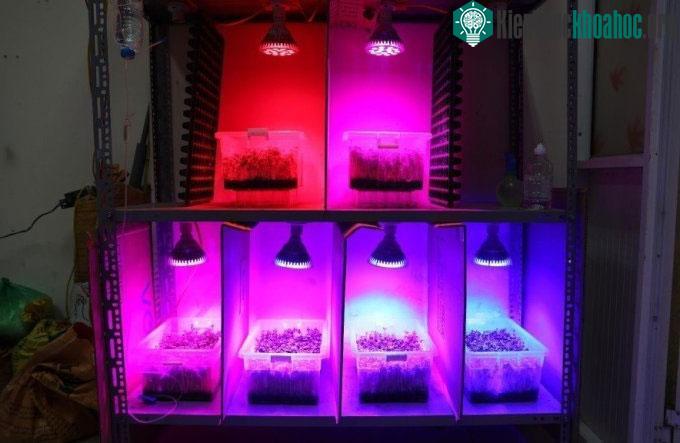 Hệ thống đèn thông minh chiếu với các bước sóng khác nhau cho từng loại rau.