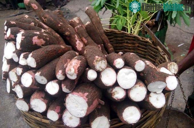 Sắn là một trong những loại cây giúp người Maya sống sót trong những đợt hạn hán