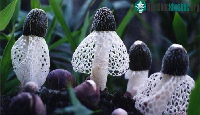 Phần dưới mũ của loại nấm này có thêm một lớp rèm màu trắng khá đẹp mắt.
