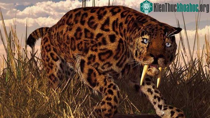 Ảnh đồ họa phục dựng vẻ ngoài của mèo răng kiếm