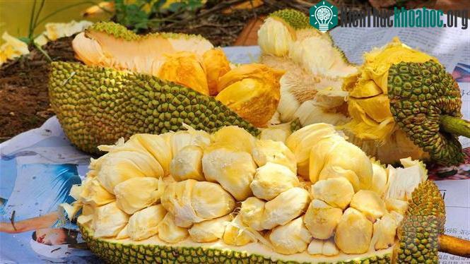 Mít sầu riêng