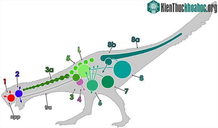 Không phải tất cả động vật đều sử dụng kỹ thuật và cơ quan giống nhau để thở