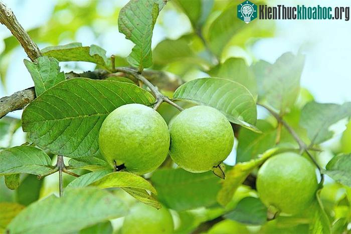 Ăn quá nhiều có thể làm tăng lượng đường trong máu.