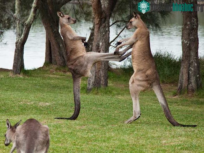 Gân của kangaroo có thể được ghép vào các dây chằng đầu gối bị rách