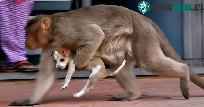 Mỗi khi đàn khỉ thấy một con chó tiến đến, chúng liền bắt và đem đi ném từ trên cao xuống đất.