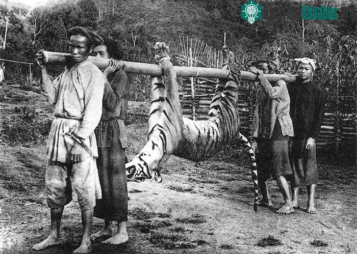 "Người dân tộc Thái ở Thanh Hóa săn hổ"