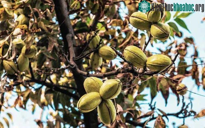 Không nên ăn hạt hồ đào nếu bạn có tiền sử dị ứng với các hạt, quả hạch.