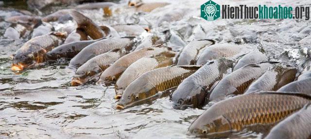 Loài cá châu Á có thể nhảy cao tới 3m đang xâm lấn khiến nước Mỹ đòi chặn đứng đường di cư ảnh 2