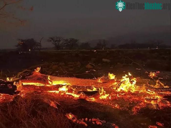 Gió mạnh do ảnh hưởng của bão Dora là một yếu tố làm cháy rừng ở Hawaii lan nhanh.