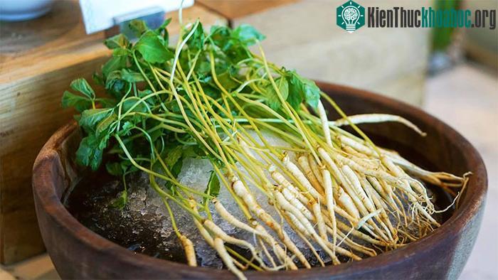 Ăn nhân sâm mầm thường xuyên thay rau không được giới chuyên gia khuyến cáo.