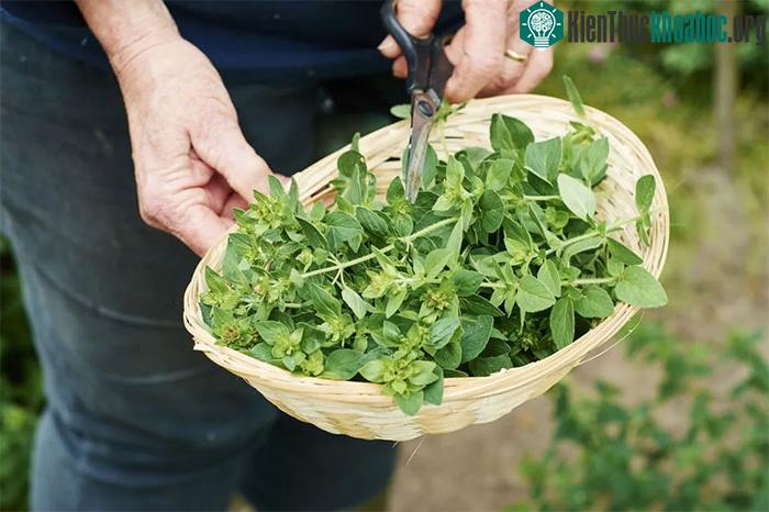 Lá kinh giới cay dễ dàng được chiết xuất tại nhà.