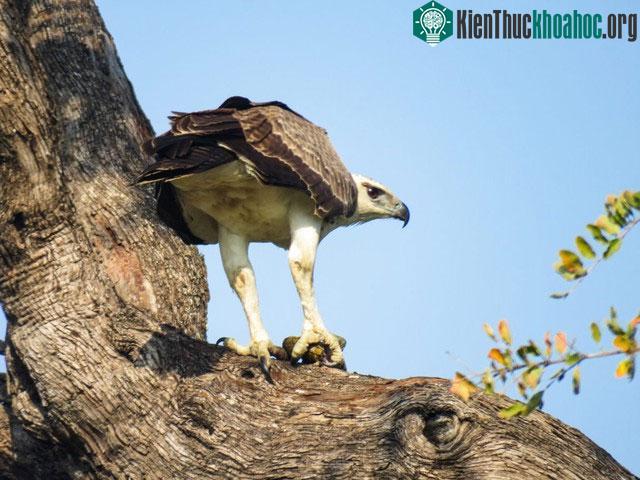 Đại bàng Martial có thể được tìm thấy ở hầu hết khắp châu Phi hạ Sahara