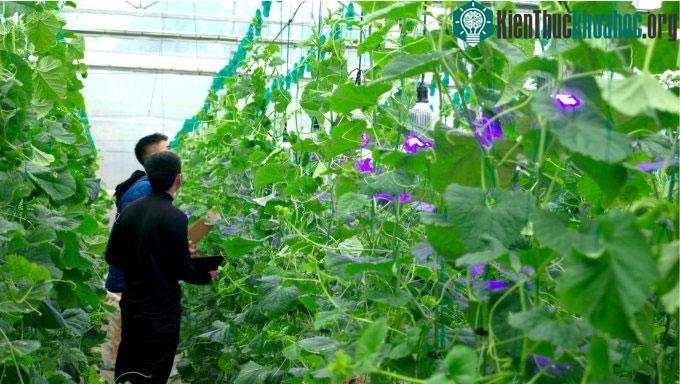 Hệ thống được thử nghiệm chiếu sáng với cây dưa lưới.