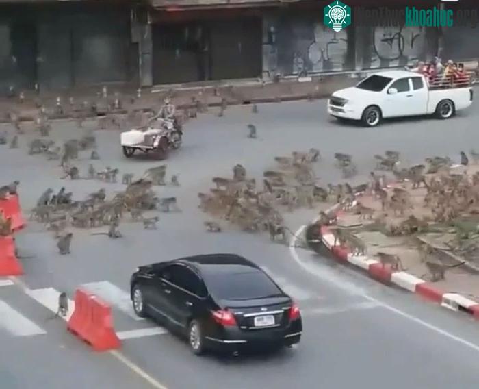 Ngay cả trẻ em cũng bị khỉ truy đuổi, tấn công khi đang đi trên đường.