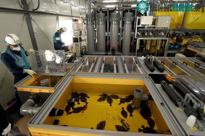 Cá bơn nuôi trong bể chứa nước đã qua xử lý từ nhà máy điện hạt nhân Fukushima Daiichi