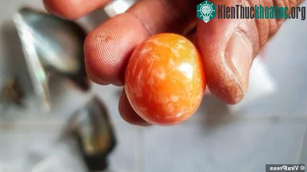 Ngọc ốc giác rất hiếm và thường được bán với giá cao.