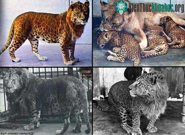 Con người chính là nguyên nhân khiến cho "loài khỉ lai bí ẩn" xuất hiện ở đảo Borneo? ảnh 3