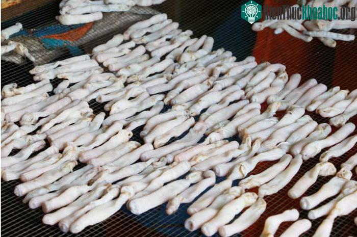 Sá sùng là loại thực phẩm giàu dinh dưỡng rất tốt cho sức khỏe con người