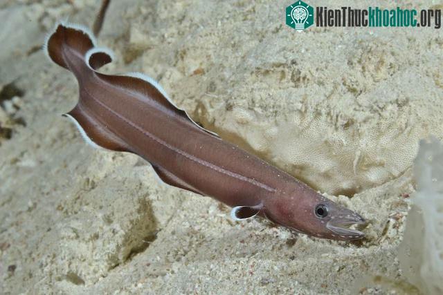 Lươn Protoanguilla Palau