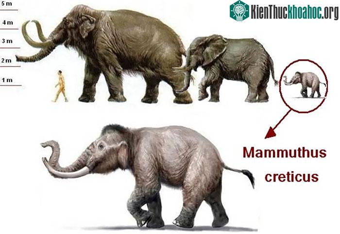 Những con voi ma mút Cretan là ví dụ đặc biệt điển hình của xu hướng lùn hóa do đảo.
