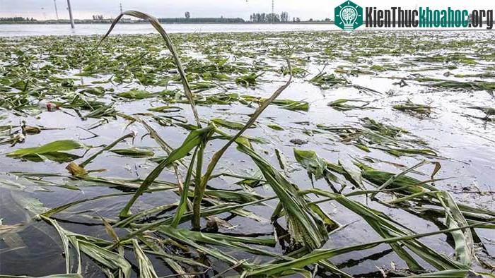 Một cánh đồng ngô bị nước lũ nhấn chìm