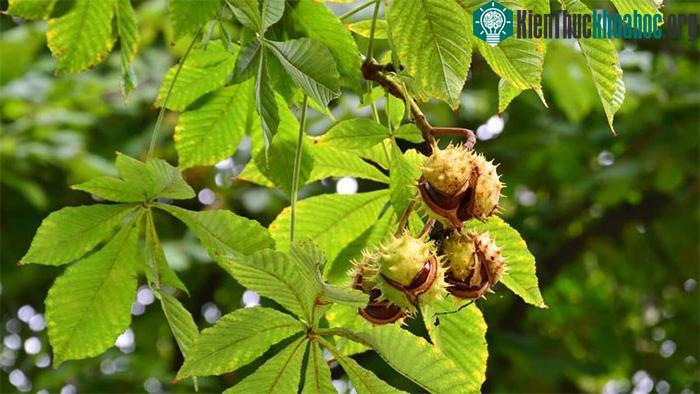 Hạt dẻ ngựa Nhật Bản