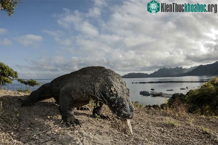 Rồng Komodo tuy trông có vẻ cồng kềnh nhưng thực chất chúng chạy rất nhanh