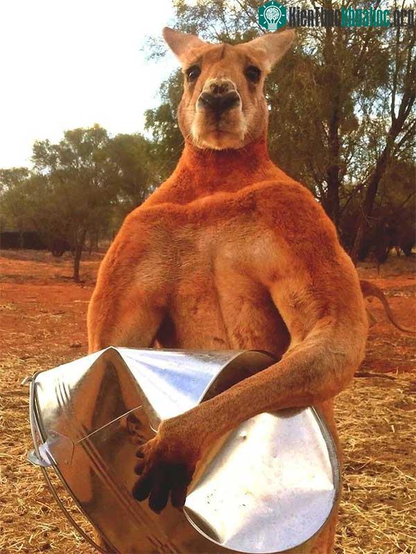Kangaroo, loài chuột túi đặc trưng của lục địa châu Úc.